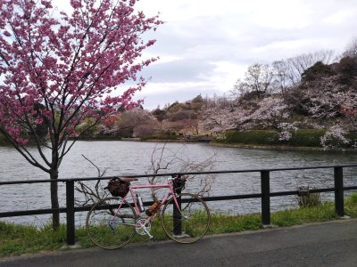 三つ池公園の桜