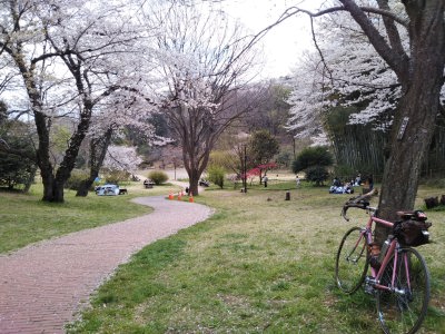 三つ池公園の桜