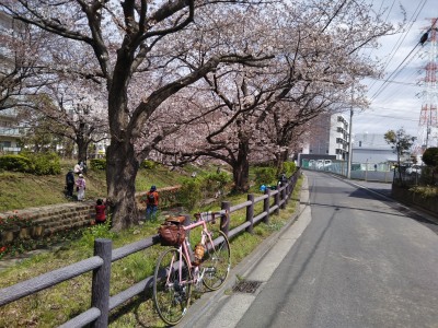 江川緑道の桜