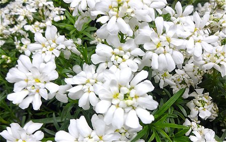 昨日花屋さんで見た白い花　1