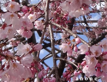 清水寺の桜　３月２０日