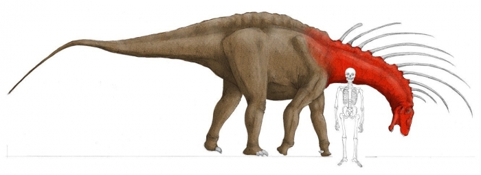 Bajadasaurus pronuspinax