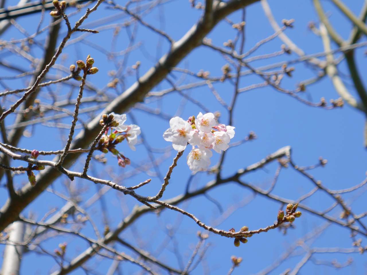 咲き始めた桜2020年3月