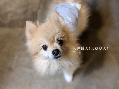 20211026元保護犬（元収容犬）アート1