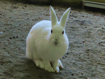 円山動物園エゾユキウサギ