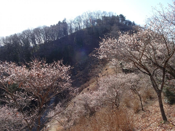 冬桜と桜山