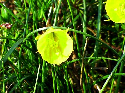 Narcissus_bulbocodium_bulbocodium0.jpg