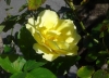 黄色いバラが元気！