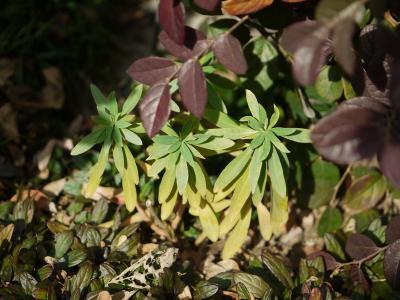 Euphorbia characias Black Pearl