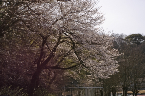 城山陸上競技場の桜