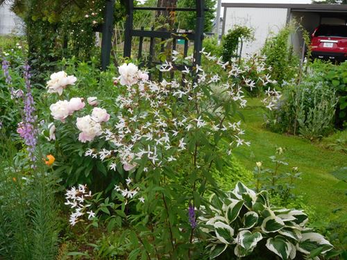 我が家の宿根草 白い花 バラと雑草 小さな菜園と