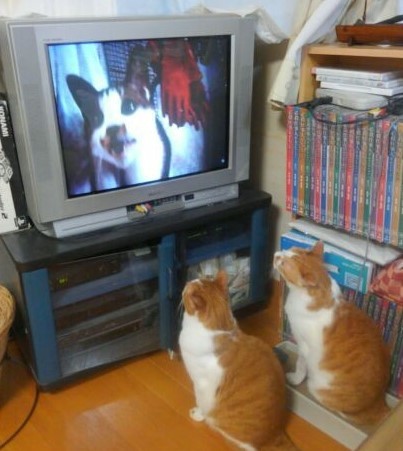 猫とテレビ