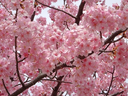 葵桜