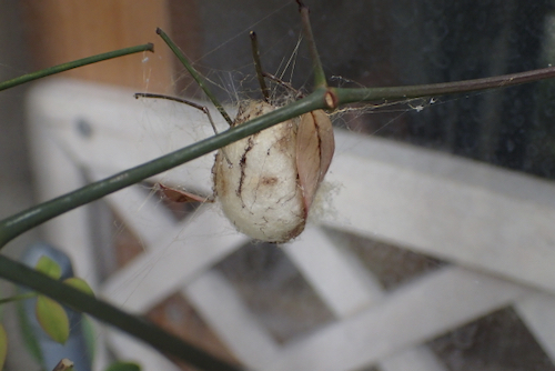 ナガコガネグモの卵嚢
