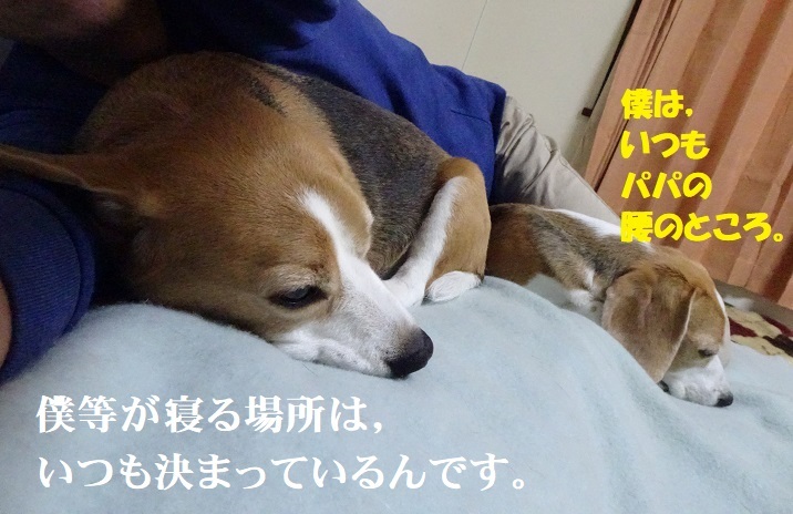 Taro Jiroを抱いて寝ると めちゃ温かいんです ビーグル犬 Taro Jiroのこと もっとしゃべっtaro