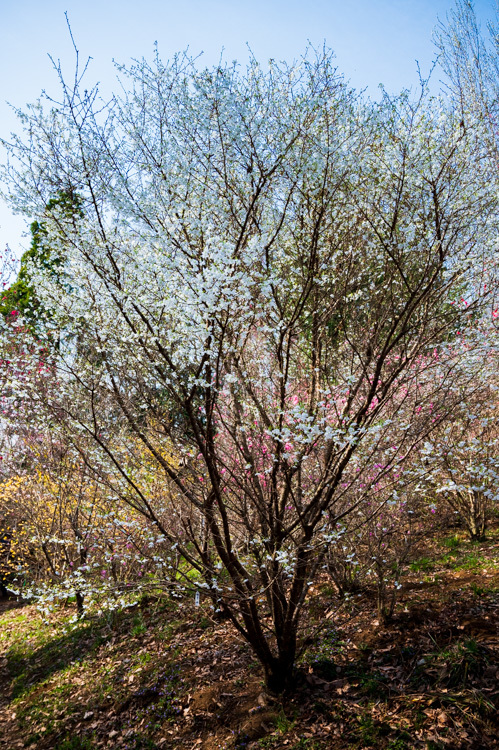 春の花 富士桜 城山かたくりの里
