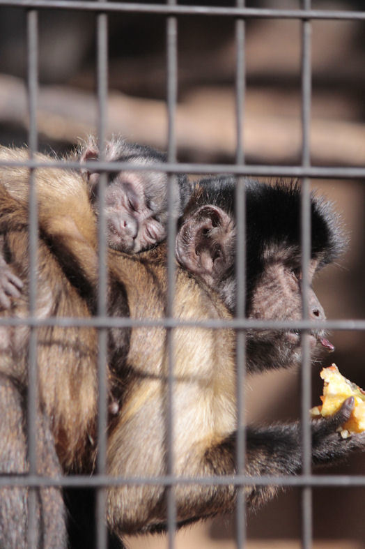 '19.12.10 brown capuchin baby 1618