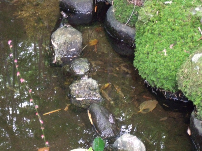 岩の上の子蛙